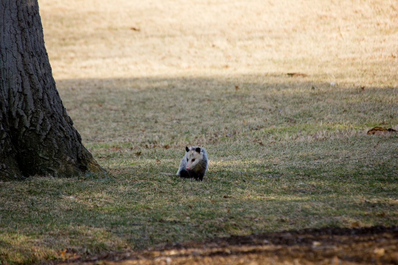 Virginia opossum (Didelphis virginiana) crossing the lawn just west of the United States Capitol (1811/1866) House Chamber in broad daylight.