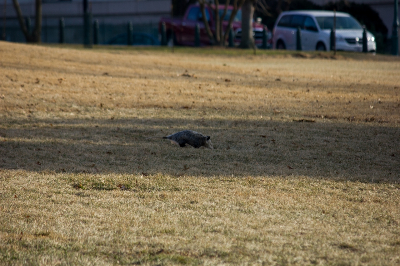 Virginia opossum (Didelphis virginiana) crossing the lawn just west of the United States Capitol (1811/1866) House Chamber in broad daylight.