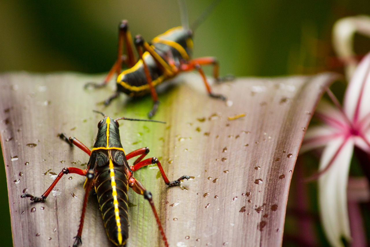 Two eastern lubber grasshopper (Romalea guttata) nymphs crawling on a plant at Bok Tower Gardens (1929).