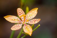 Blackberry lily flower (Iris domestica) covered in rainwater droplets at Bok Tower Gardens (1929).