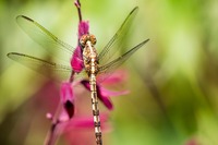 A twilight darner dragonfly (Gynacantha nervosa) sitting on a flower next to the Reflection Pool at Bok Tower Gardens (1929).
