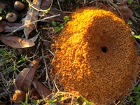 An ant hill near the shore of Choctawhatchee Bay at Choctaw Beach next to Walton County Fire Rescue Station 10.