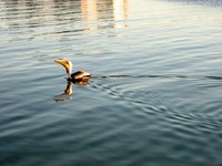 Brown Pelican (Pelecanus occidentalis) swimming in Destin Harbor at HarborWalk Marina next to The Lucky Snapper Grill & Bar.