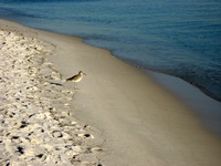 Willet (Tringa semipalmata) sandpiper on the beach behind Silver Shells Resort.
