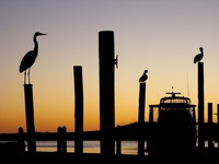 Great Blue Heron (Ardea herodias) and two Brown Pelicans (Pelecanus occidentalis) perched atop wooden dock poles at HarborWalk Marina.