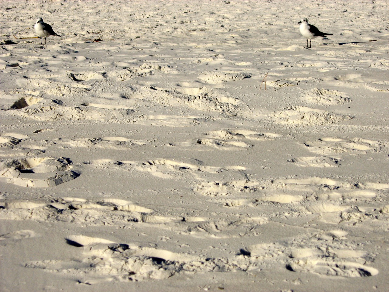 Two seagulls on the beach behind Silver Shells Resort.