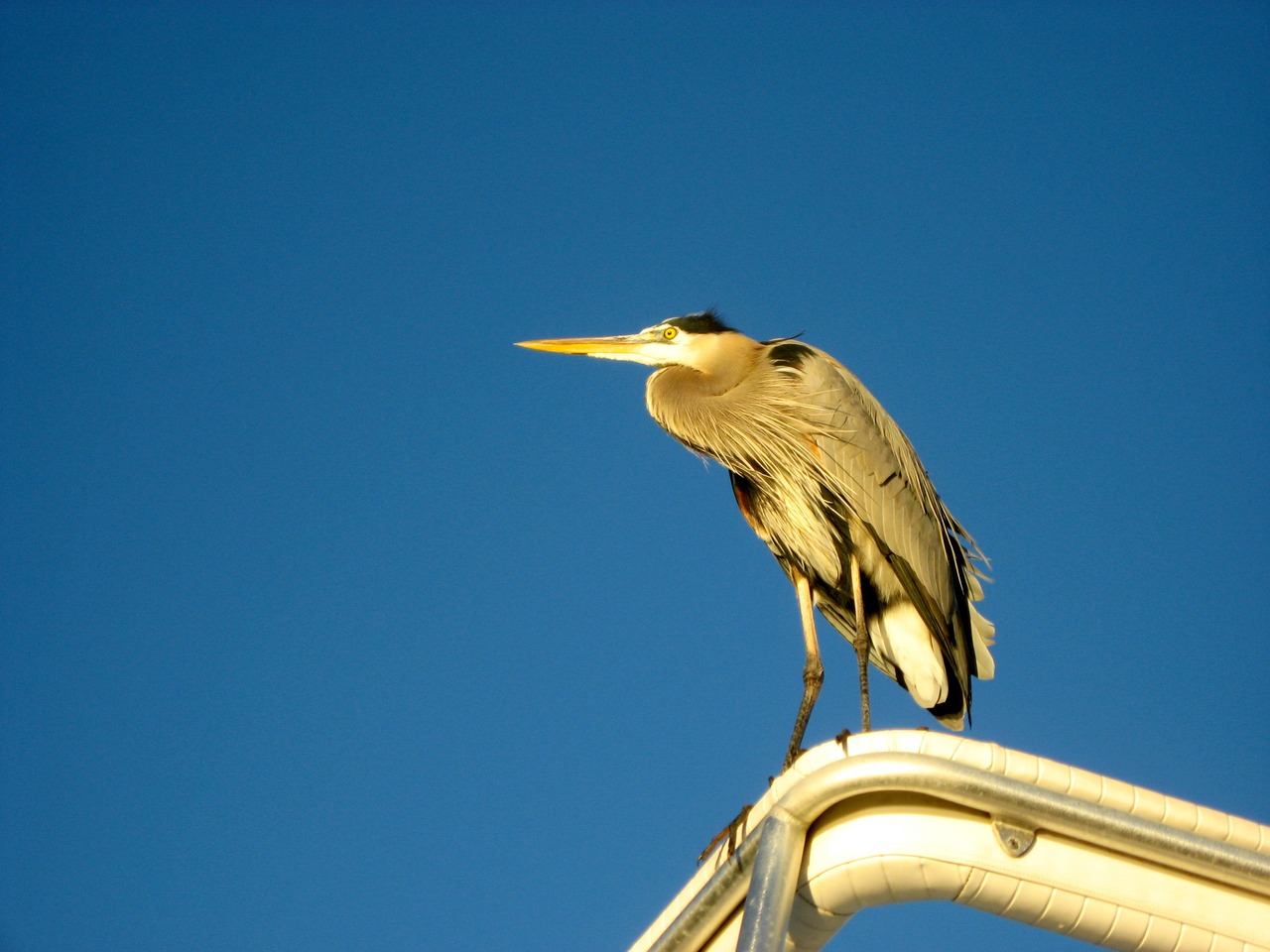 Great Blue Heron (Ardea herodias) perched atop the Hatteras Convertible 'Cutting Edge' (1973) docked at HarborWalk Marina next to The Lucky Snapper Grill & Bar.