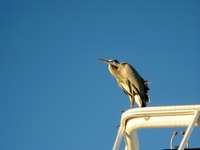 Great Blue Heron (Ardea herodias) perched atop the Hatteras Convertible 'Cutting Edge' (1973) docked at HarborWalk Marina next to The Lucky Snapper Grill & Bar.