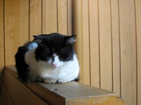 One of the resident cats sleeping on a railing outside the front door at The Back Porch Seafood & Oyster House.