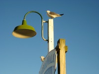 Seagulls perched atop a sign at HarborWalk Marina next to The Lucky Snapper Grill & Bar.