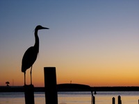 Great Blue Heron (Ardea herodias) perched atop a wooden dock pole at HarborWalk Marina.