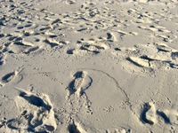 Willet (Tringa semipalmata) sandpiper tracks on the beach behind Silver Shells Resort.