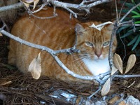 One of the resident cats sitting in the bushes near the front door at The Back Porch Seafood & Oyster House.