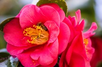 Japanese camellias (Camellia japonica) being visited by western honey bees (Apis mellifera) at Dudley Farm Historic State Park.