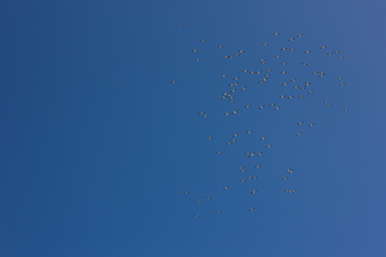 A flock of 106 American white pelicans (Pelecanus erythrorhynchos) soaring and circling in unison in the skies above Homosassa, Florida.