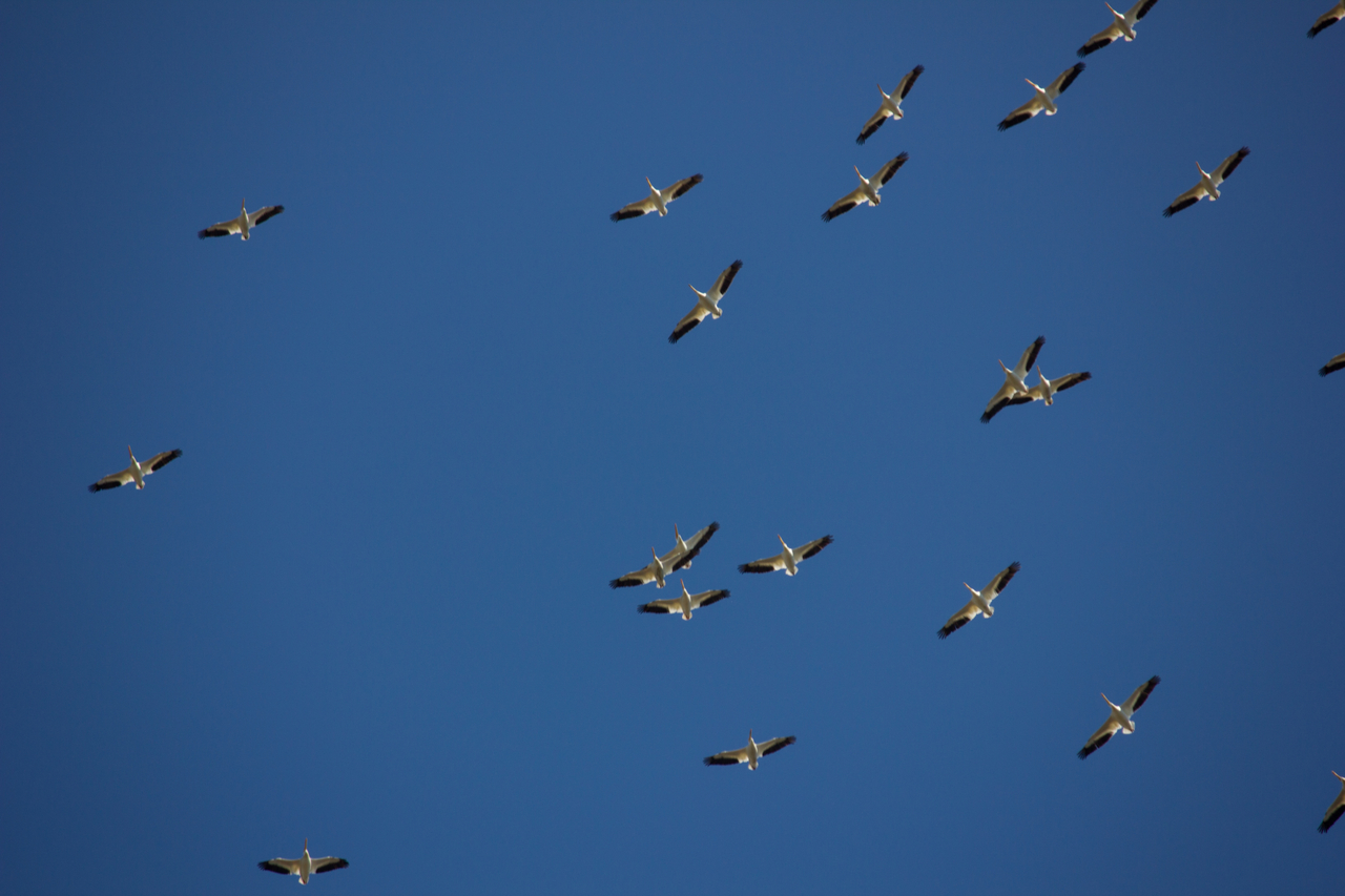 A flock of 106 American white pelicans (Pelecanus erythrorhynchos) soaring and circling in unison in the skies above Homosassa, Florida.
