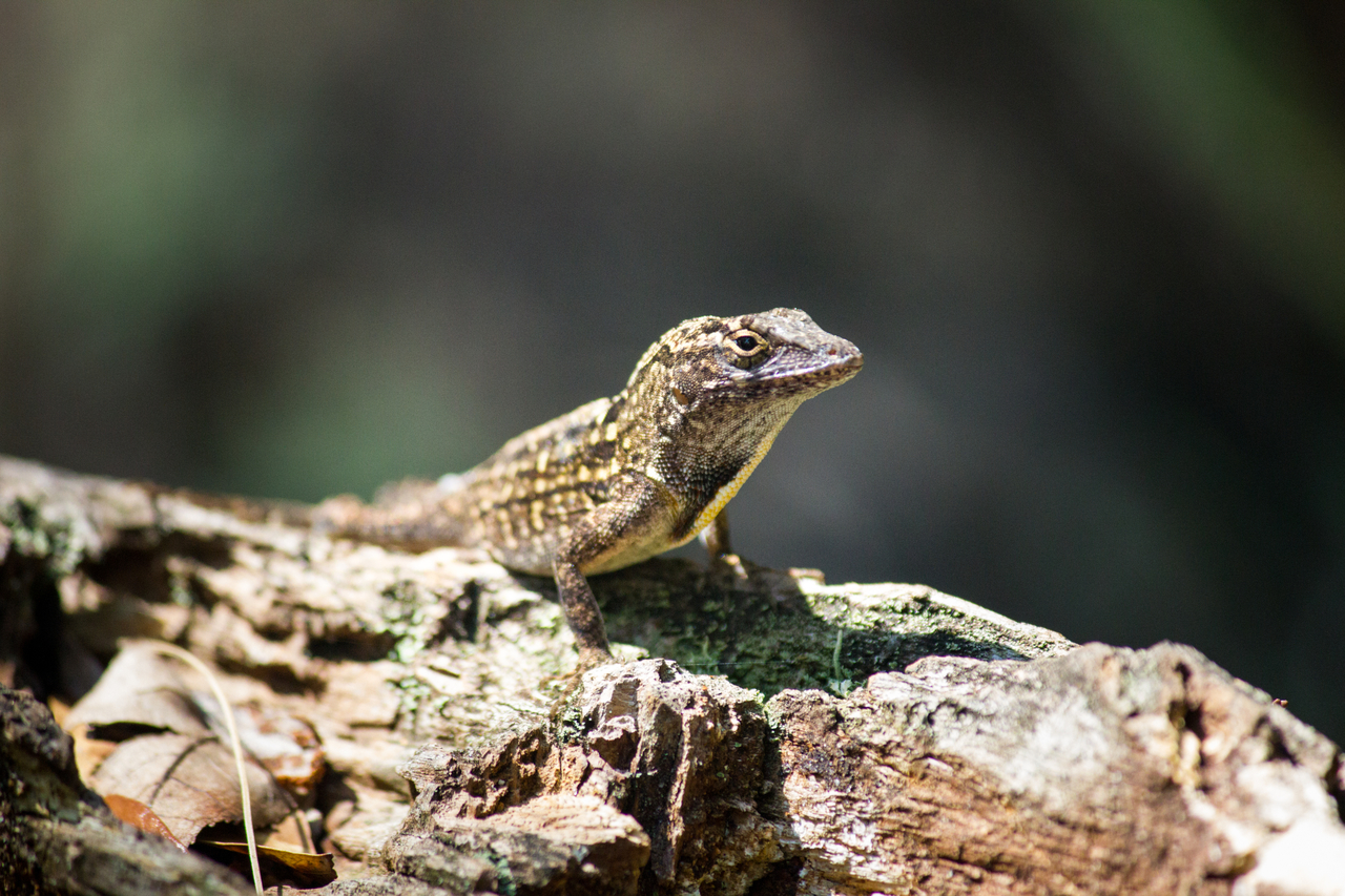A brown anole (Anolis sagrei) lizard on a piece of wood at the trailhead of the Richard Lieber Memorial Trail at Highlands Hammock State Park.