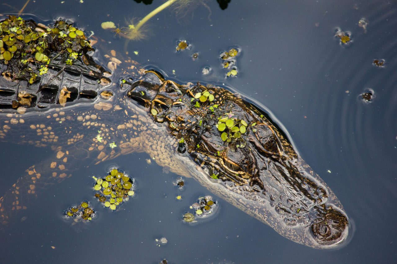 A young American alligator (Alligator mississippiensis) swimming in Little Charley Bowlegs Creek in the basin swamp area of Highlands Hammock State Park.