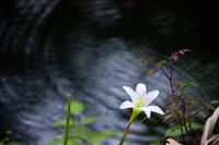 Atamasco lily (Zephyranthes atamasca) at the shore of the Hillsborough River along the Baynard Trail at Hillsborough River State Park.