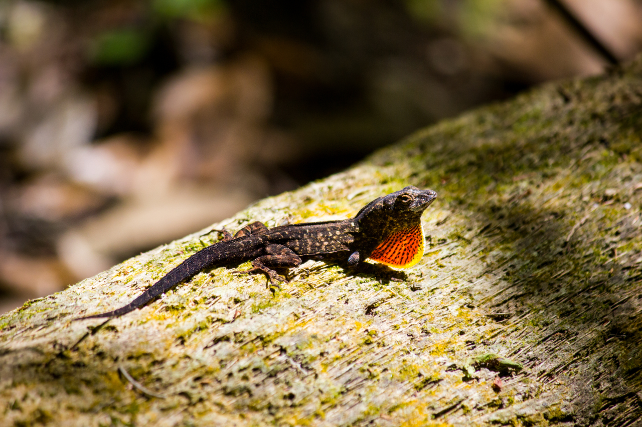 A brown anole (Anolis sagrei) lizard extending its dewlap on a piece of wood along the Florida Trail in the hardwood hammock at Hillsborough River State Park.