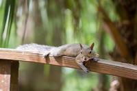 An eastern grey squirrel (Sciurus carolinensis) lounging like a cat on the handrail of a small wooden bridge in our campsite at Hillsborough River State Park.