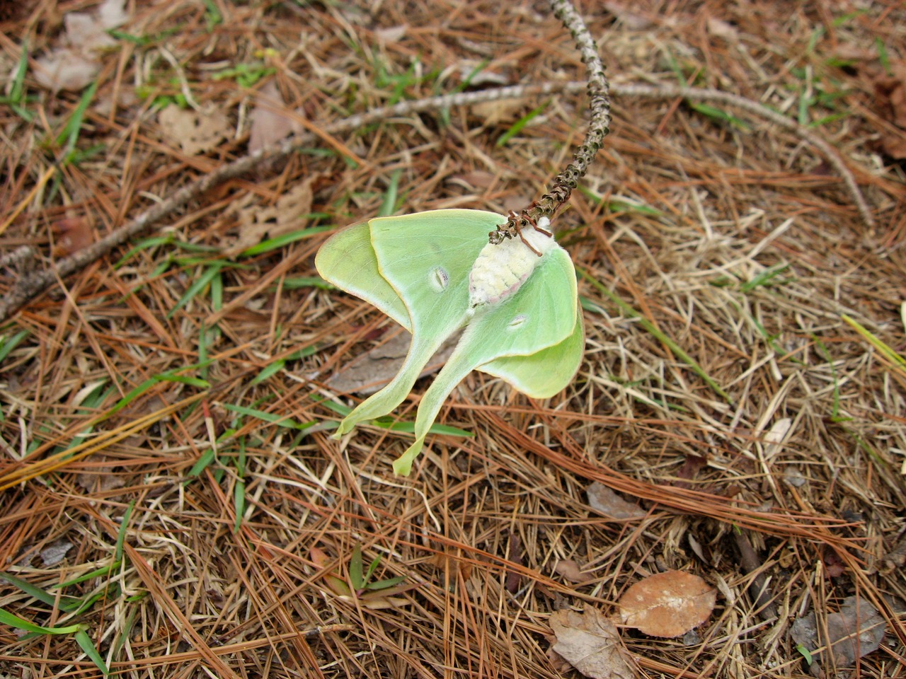 Luna Moth (Actias luna) sitting upside down on a downed branch at Parramore Landing Park.