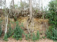 Trees and exposed earth near Jim Woodruff Dam (1957) on man-made Lake Seminole where the Apalachicola, Chattahoochee and Flint Rivers meet.