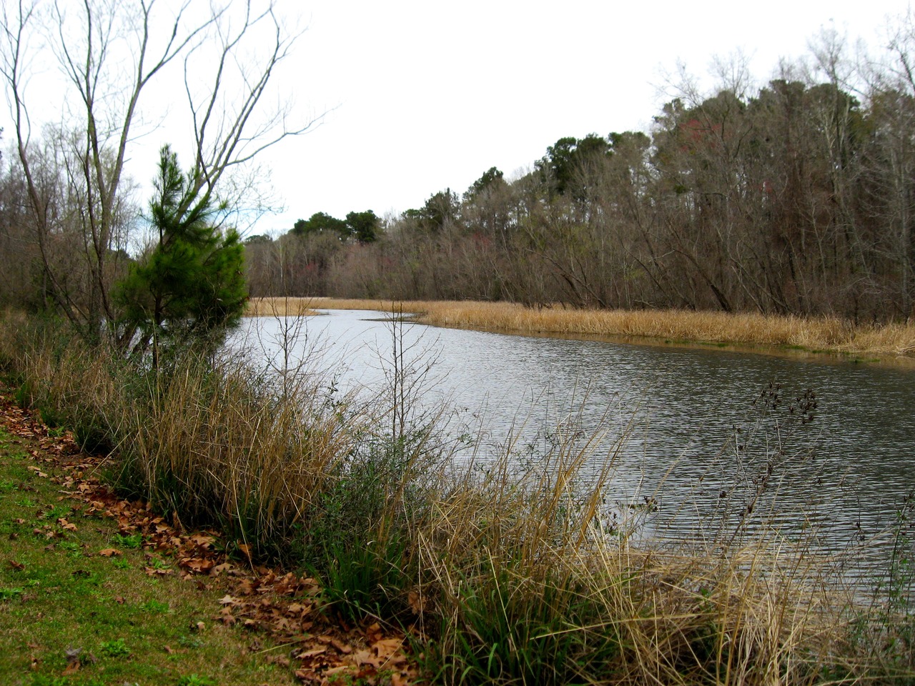Part of the Chattahoochee River along the shore at Parramore Landing Park.