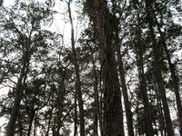 Trees and gray skies at Parramore Landing Park.