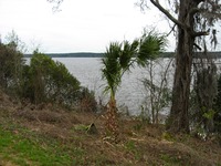 Man-made Lake Seminole where the Apalachicola, Chattahoochee and Flint Rivers meet.