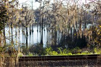 Cypress trees in Piney Z Lake beyond the CSX railroad line from Bill's Memorial Trail between the western and eastern sections of Lafayette Heritage Trail Park.