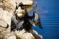 An Anhinga (Anhinga anhinga) drying its wings on a rock along Fishing Finger 2 on Piney Z Lake in Lafayette Heritage Trail Park.