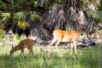 White-tailed deer (Odocoileus virginianus) fawn following its mother on a foraging trip in the woods east of the northern campground loop at Lake Kissimmee State Park.