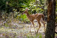White-tailed deer (Odocoileus virginianus) fawn following its mother on a foraging trip in the woods east of the northern campground loop at Lake Kissimmee State Park.