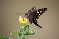 A Long-tailed Skipper (Urbanus proteus) using its proboscis to extract nectar from a flower near the lake along the Gobbler Ridge Trail at Lake Kissimmee State Park.