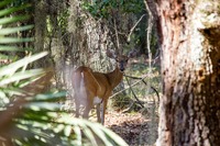White-tailed deer (Odocoileus virginianus) doe taking its fawn on a foraging trip in the woods east of the northern campground loop at Lake Kissimmee State Park.