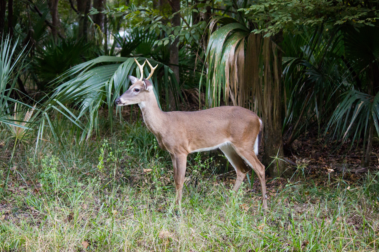A white-tailed deer (Odocoileus virginianus) buck foraging alongside the park's main road near the Hickory Campground at Manatee Springs State Park in Chiefland, Florida.