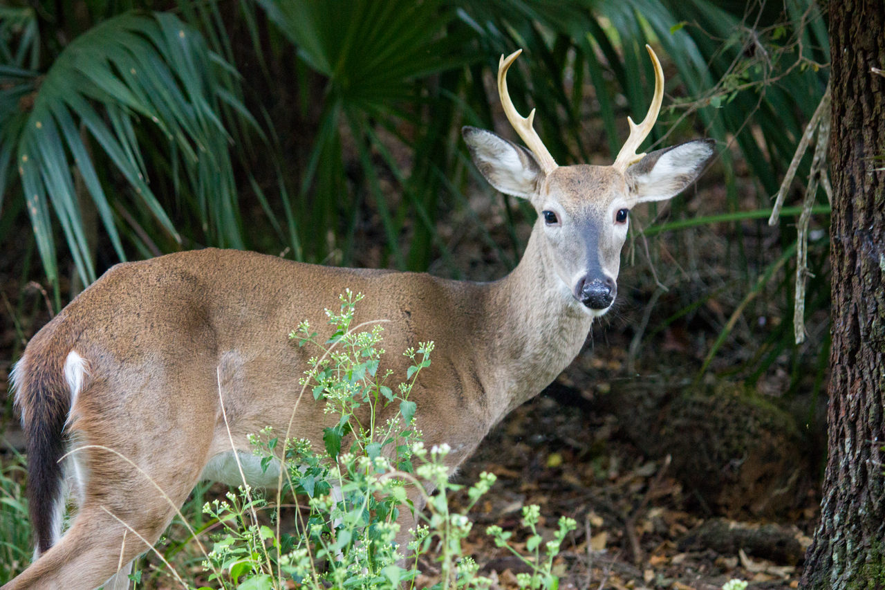 A white-tailed deer (Odocoileus virginianus) buck foraging alongside the park's main road near the Hickory Campground at Manatee Springs State Park in Chiefland, Florida.