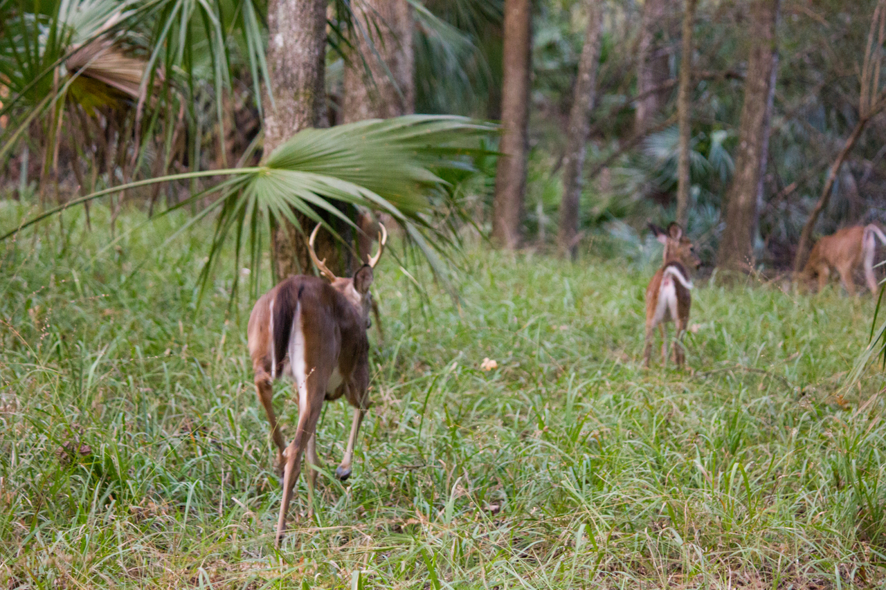 A white-tailed deer (Odocoileus virginianus) buck chasing young fawns away from us in Hickory Campground Site 65 at Manatee Springs State Park in Chiefland, Florida.