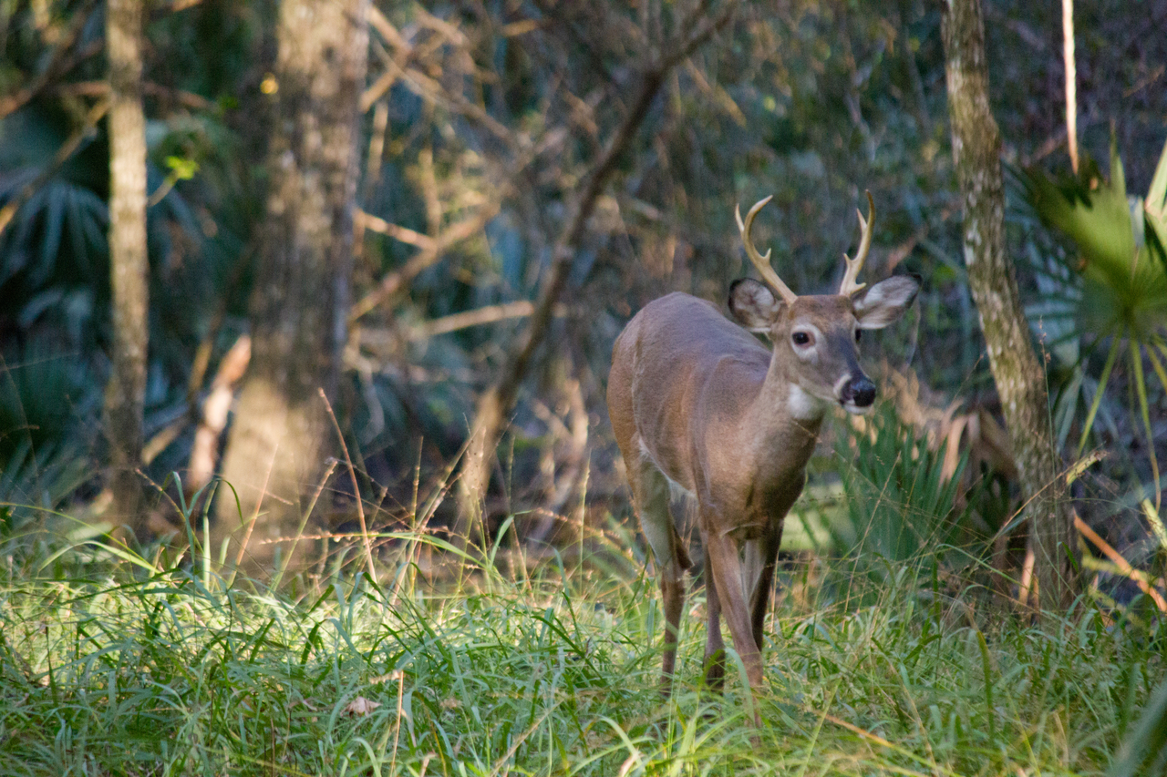 A white-tailed deer (Odocoileus virginianus) buck foraging around Hickory Campground Site 65 at Manatee Springs State Park in Chiefland, Florida.