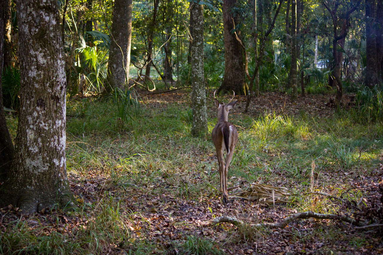 A white-tailed deer (Odocoileus virginianus) buck foraging around Hickory Campground Site 65 at Manatee Springs State Park in Chiefland, Florida.