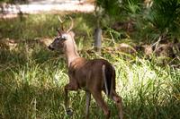 A white-tailed deer (Odocoileus virginianus) buck foraging very closely to us in Hickory Campground Site 65 at Manatee Springs State Park in Chiefland, Florida.