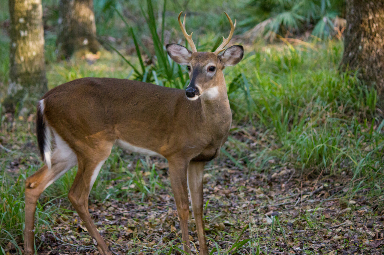 A white-tailed deer (Odocoileus virginianus) buck foraging very closely to us in Hickory Campground Site 65 at Manatee Springs State Park in Chiefland, Florida.