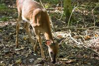 A white-tailed deer (Odocoileus virginianus) passing through our campsite on a morning forage with two others.