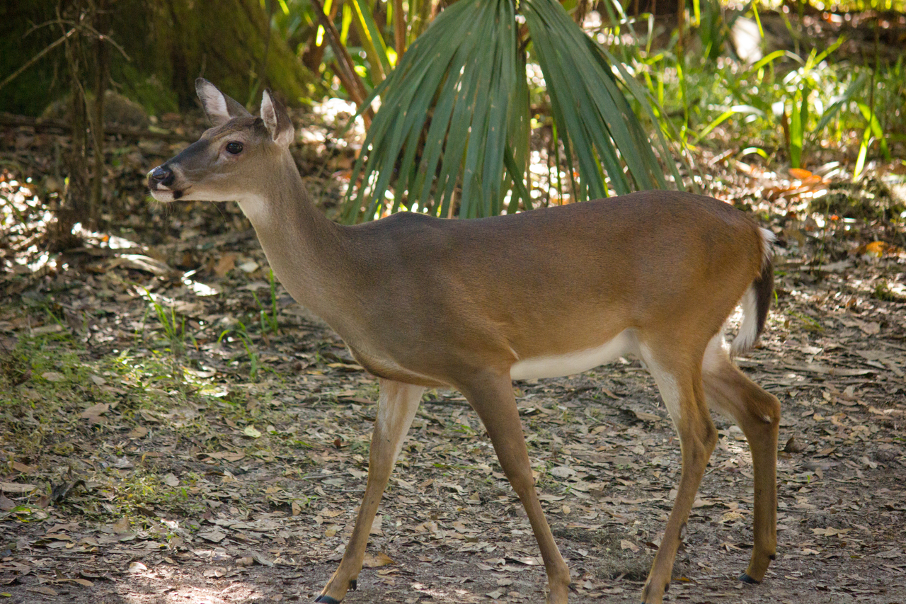 A white-tailed deer (Odocoileus virginianus) passing through the closed Magnolia campground loop on a morning forage with two others.