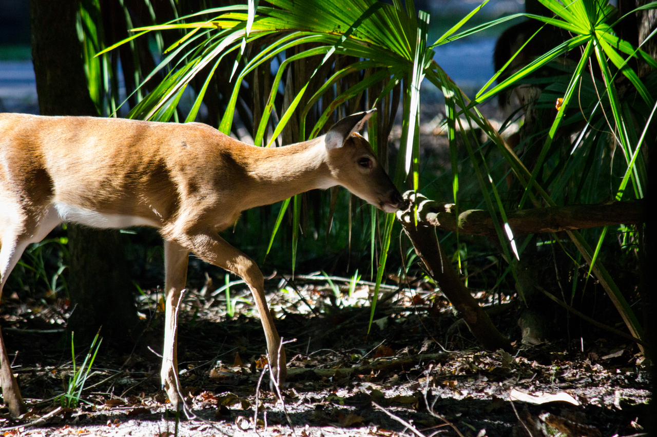 A white-tailed deer (Odocoileus virginianus) passing through our campsite on a morning forage with two others.