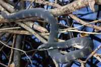 A Florida banded water snake (Nerodia fasciata pictiventris) in the vegetation lining Manatee Springs Run at the headspring of Manatee Springs State Park.