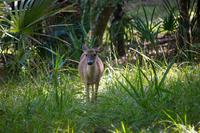 A white-tailed deer (Odocoileus virginianus) entering our campsite on a morning forage with one other.