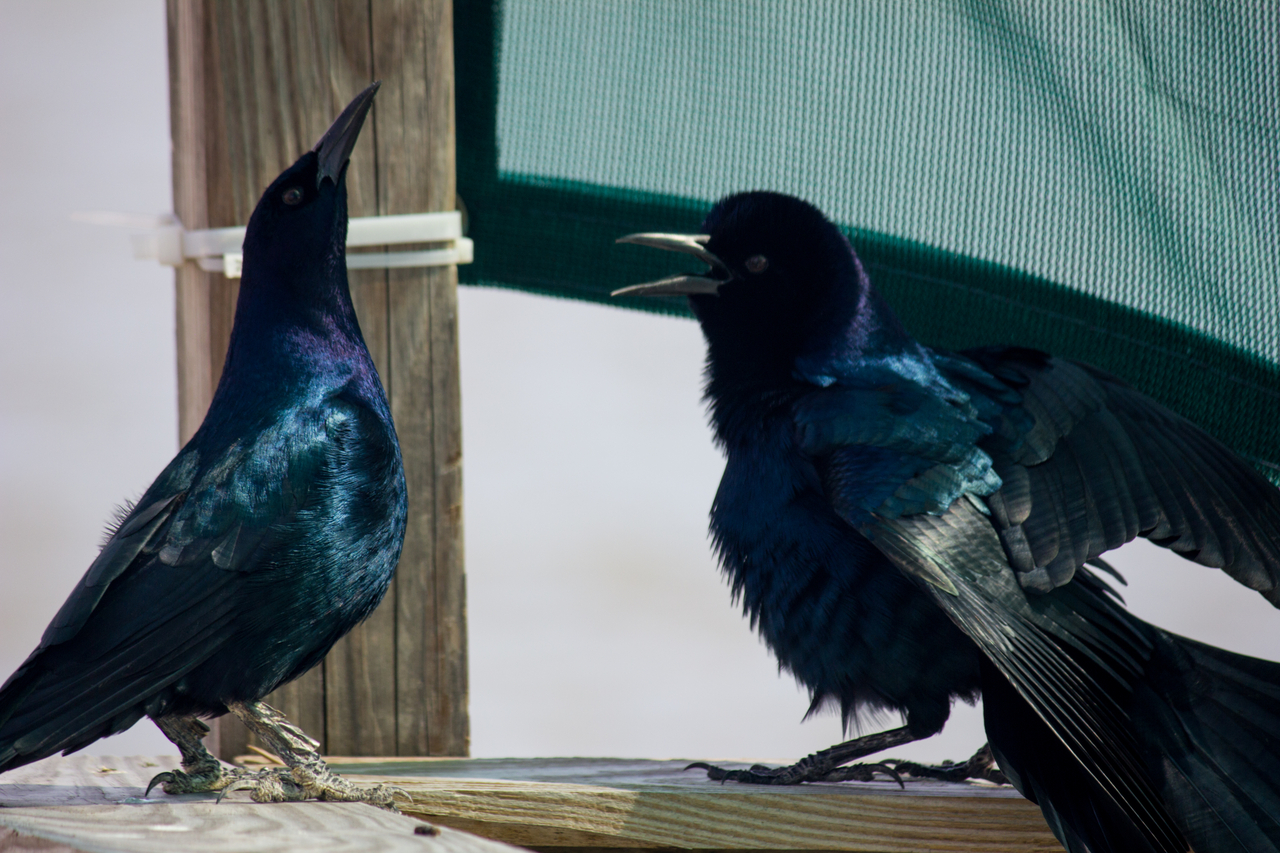 Two boat-tailed grackles (Quiscalus major) squawking at each other on a small wooden pier at the city marina in Cedar Key, Florida.