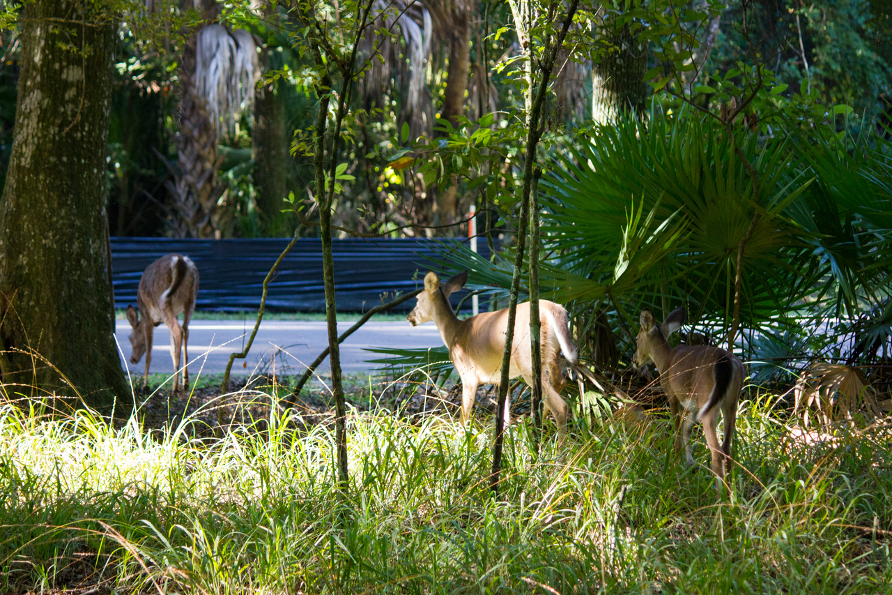 Three white-tailed deer (Odocoileus virginianus) leaving the woods near our campsite after passing through on a morning forage.